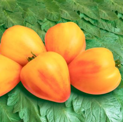 Tomat-Hjertetomat  (Solanum lycopersicum ‘Sonnenherz’) Økofrø fra bingenheimer. Mængde: frø til ca. 30 frø