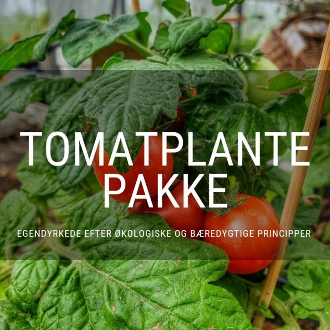 Tomatplante Pakke