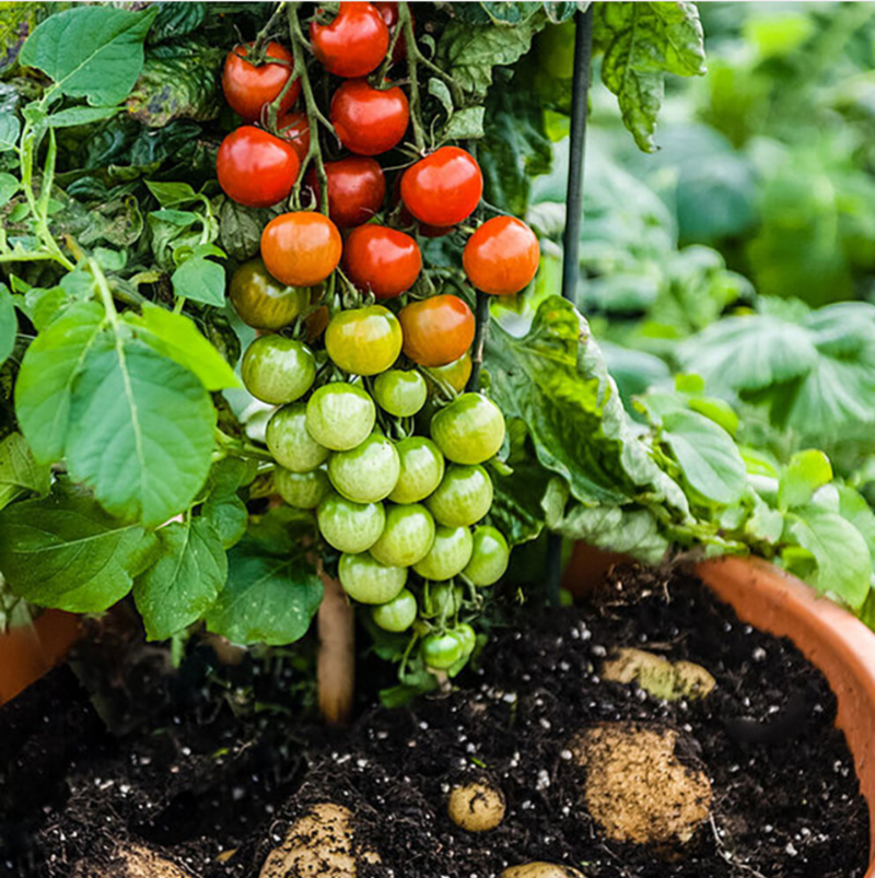 TomTato (tomat plante som får kartofler på roden)