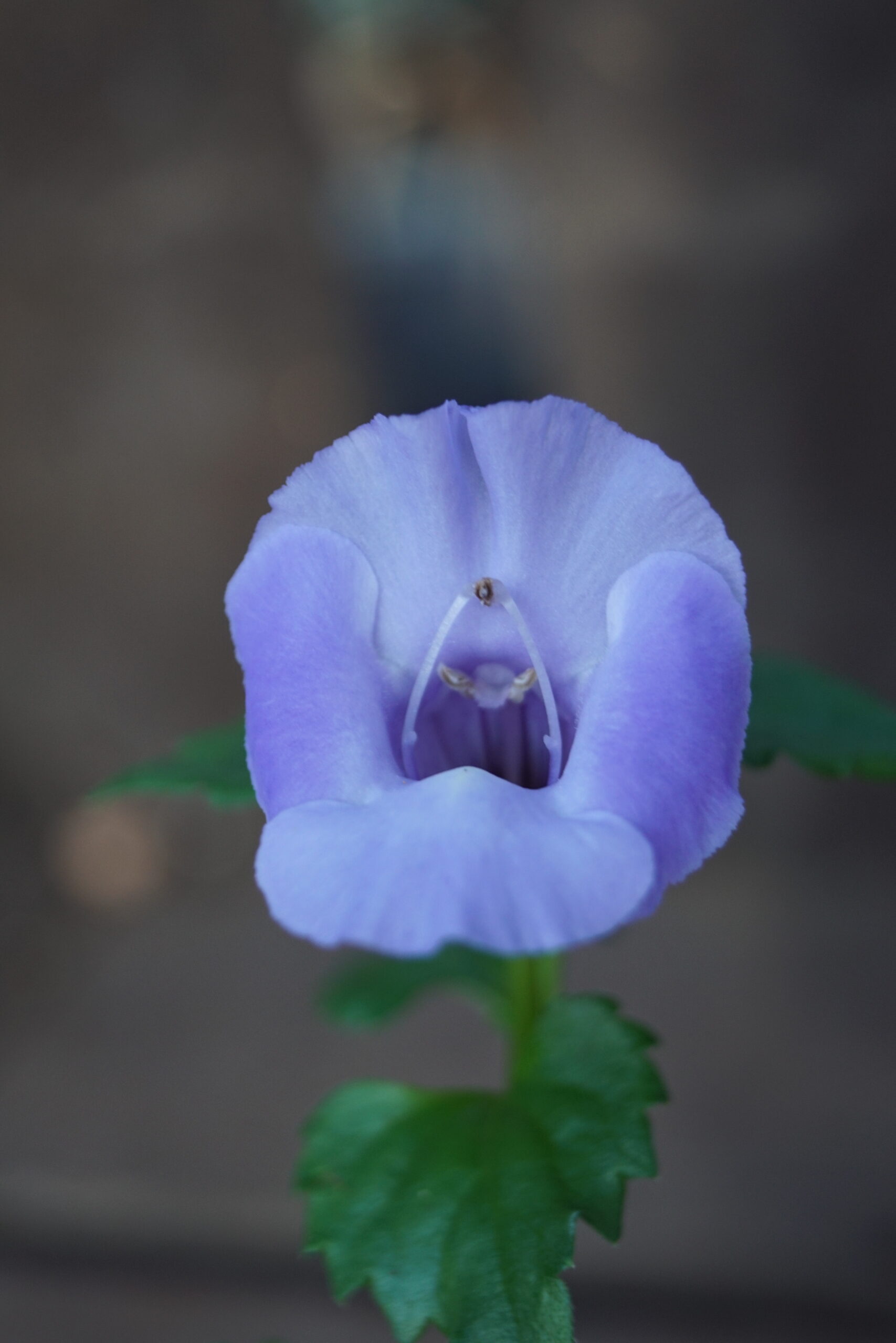 Torenia summerwave “Large Blue”