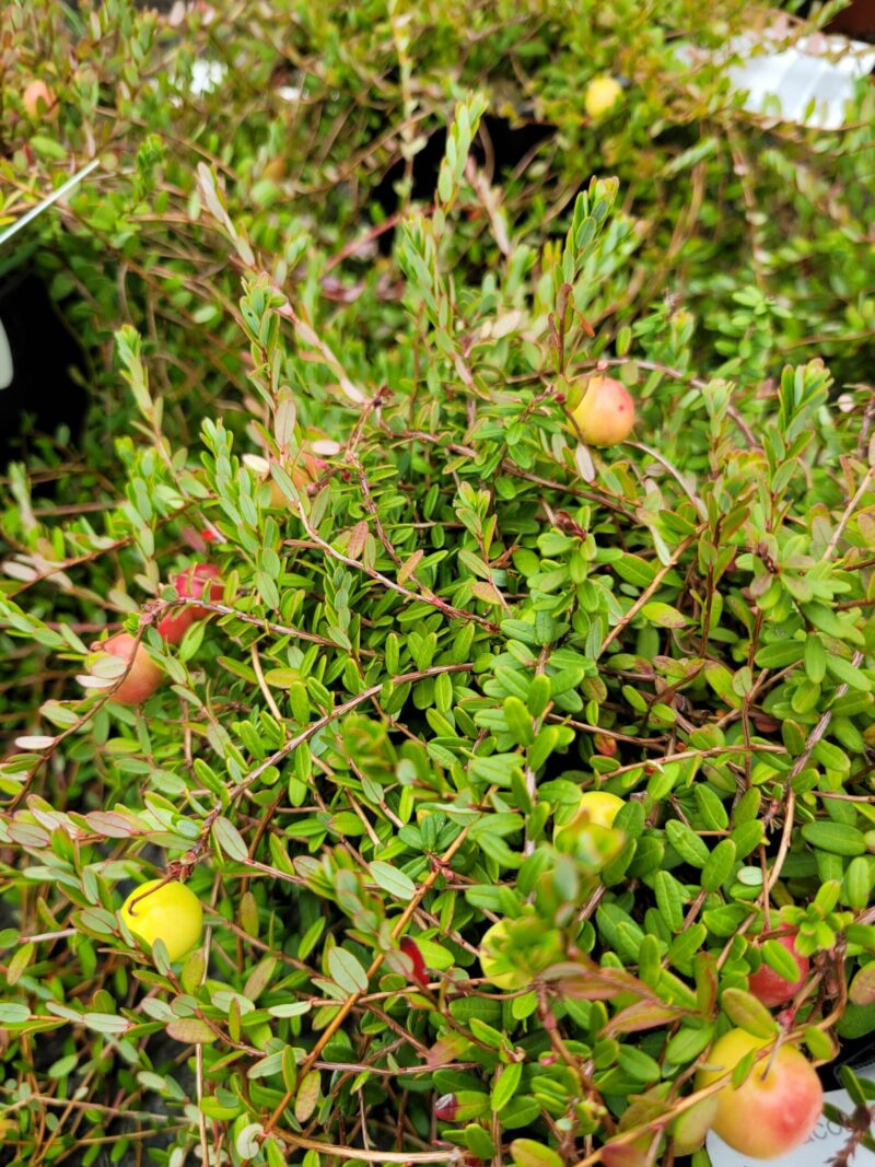 Tranebær Bergman Storfrugtet (Vaccinium Macrocarpon Bergman)