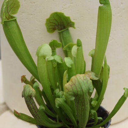Trompetblad Barba Green (Sarracenia 'Barba Green')