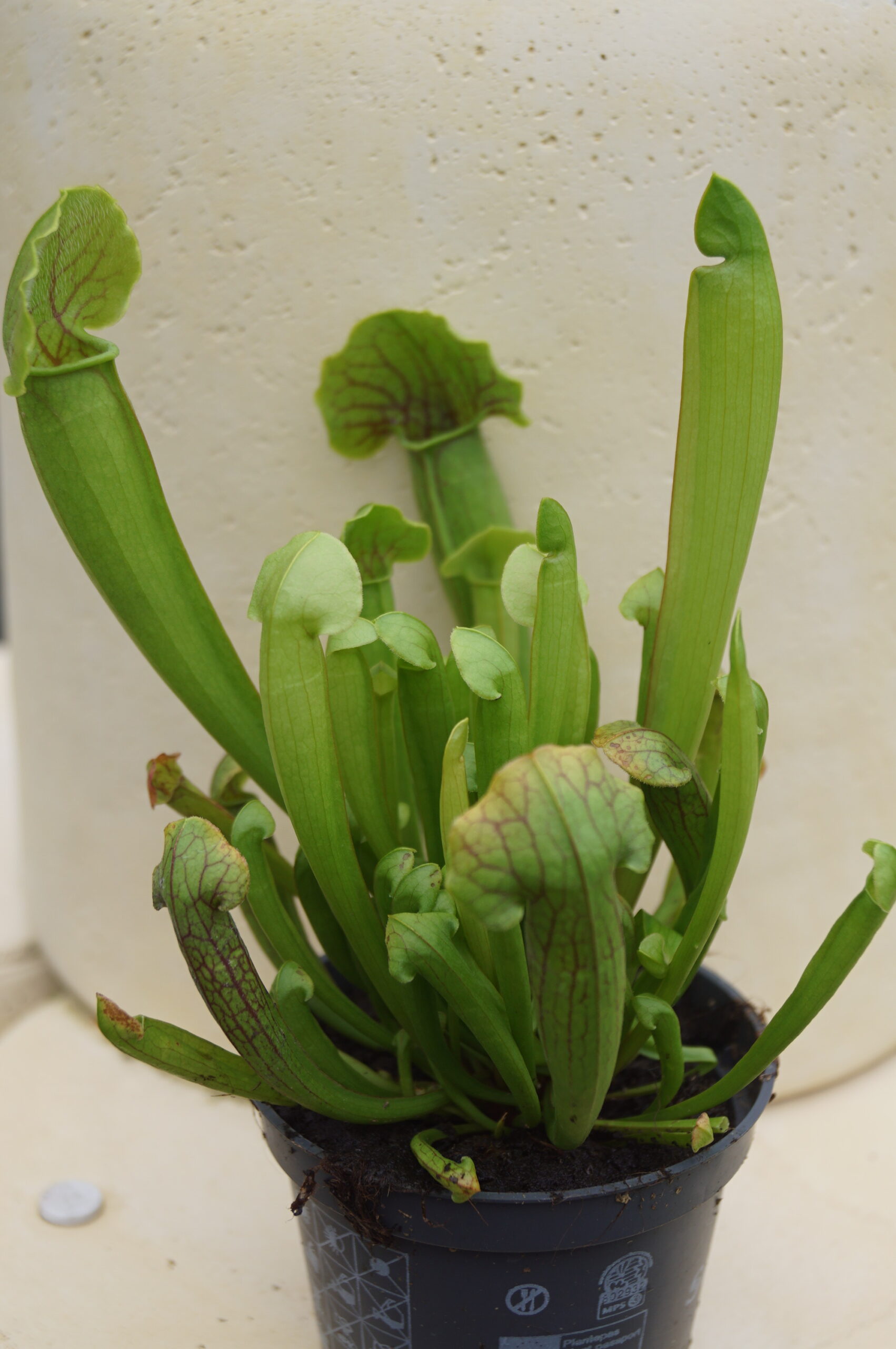 Trompetblad Barba Green (Sarracenia ‘Barba Green’)