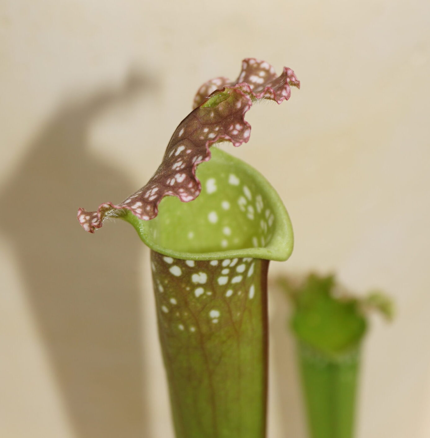 Trompetblad Compacta (Sarracenia ‘Compacta’)