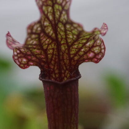 Trompetblad Fiona (Sarracenia fiona)