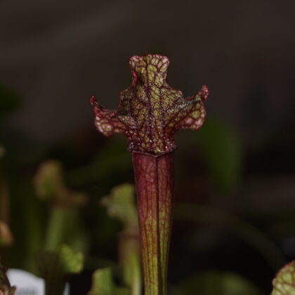 Trompetblad Fiona (Sarracenia fiona)