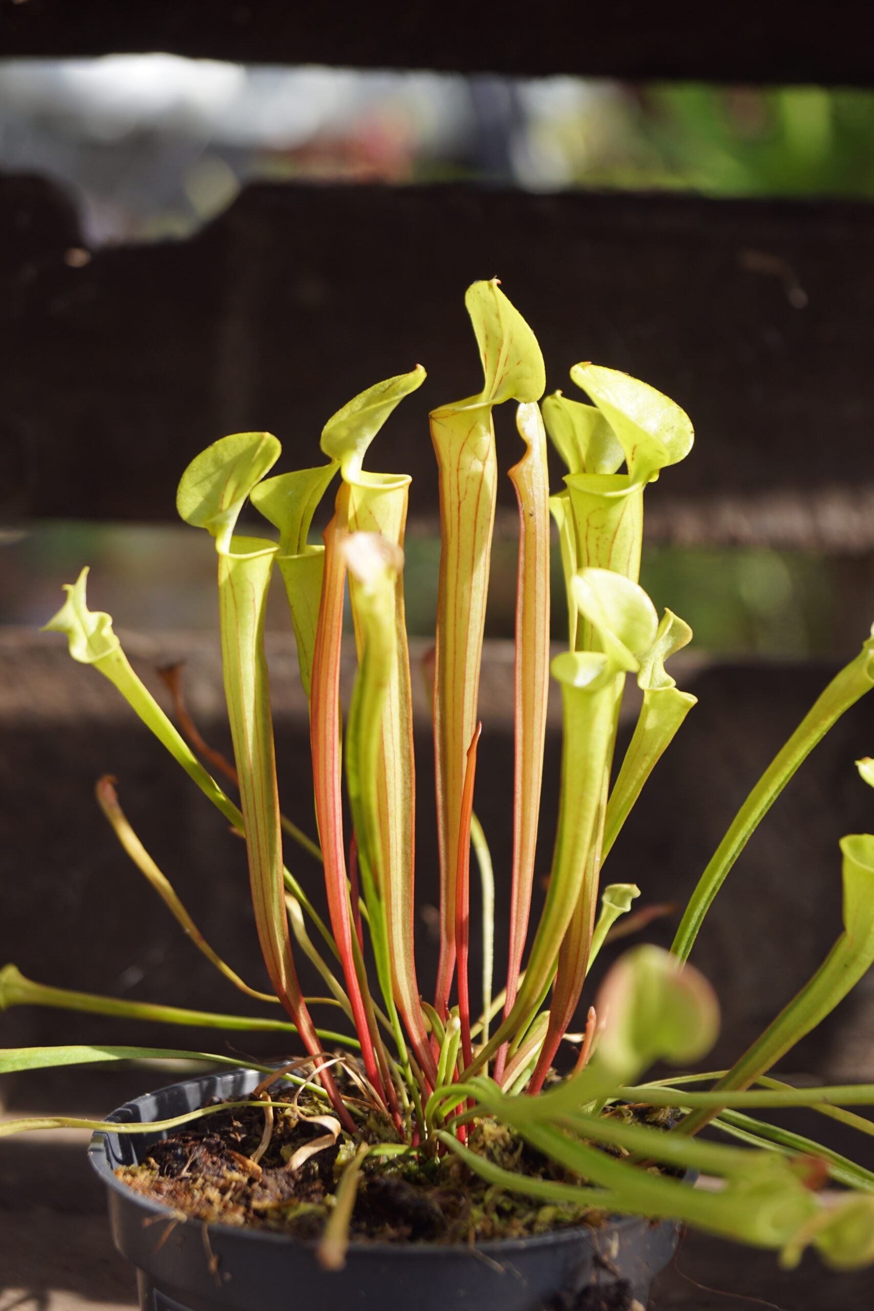 Trompetblad Flava (Sarracenia flava).