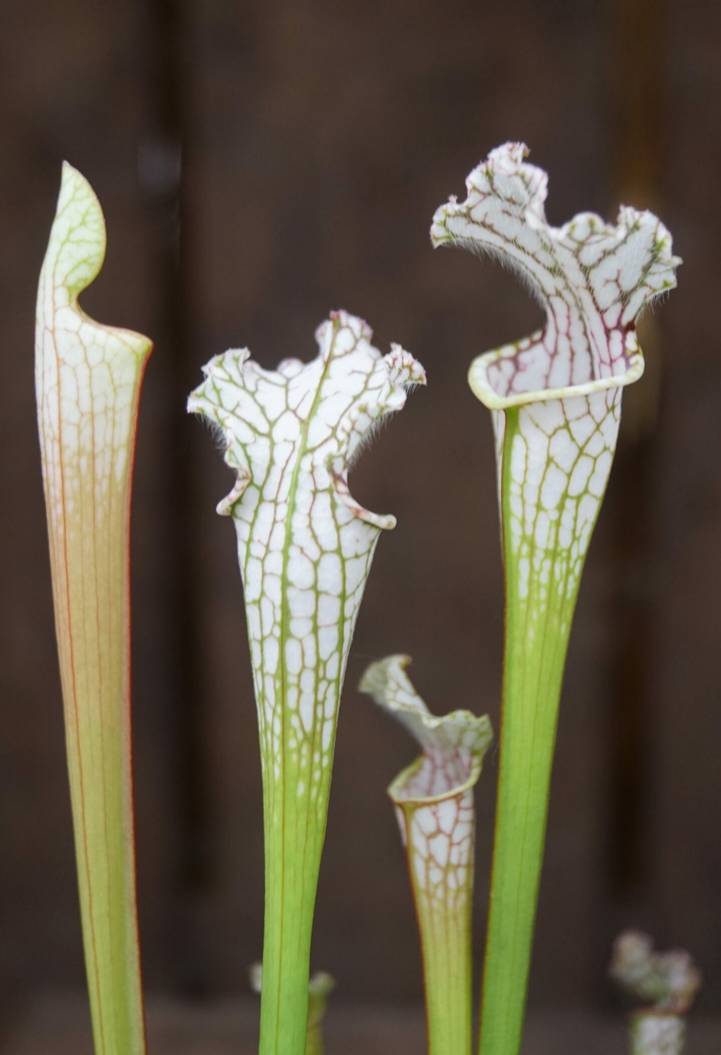 Trompetblad leucophylla (Sarracenia leucophylla lys variant)