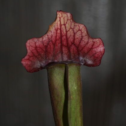 Trompetblad Maroon (Sarracenia maroon)