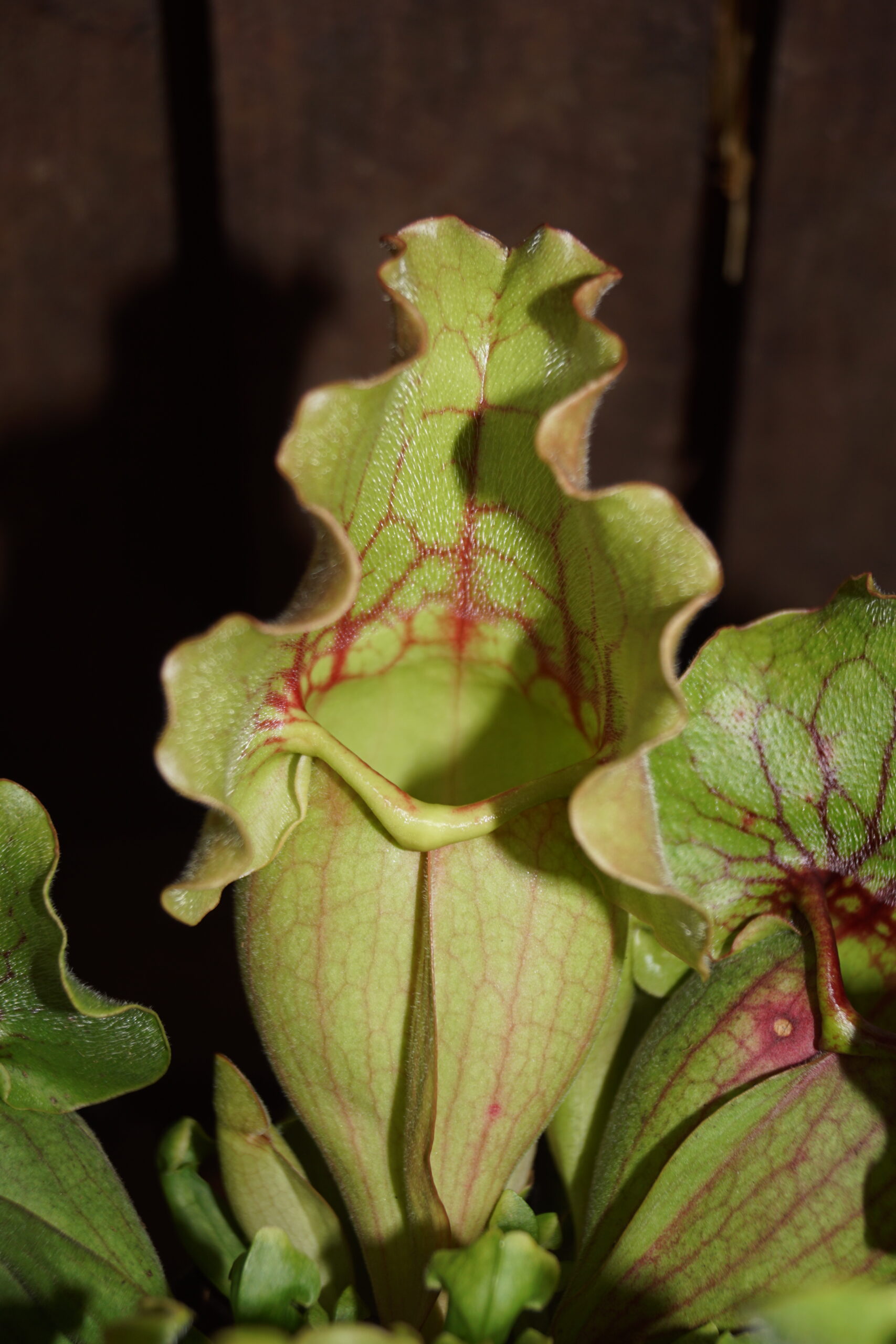 Trompetblad Montana (Sarracenia purpurea “Montana”)