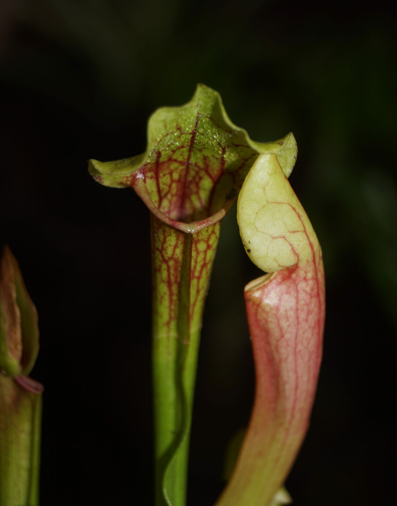 Trompetblad Ohio (Sarracenia Ohio)