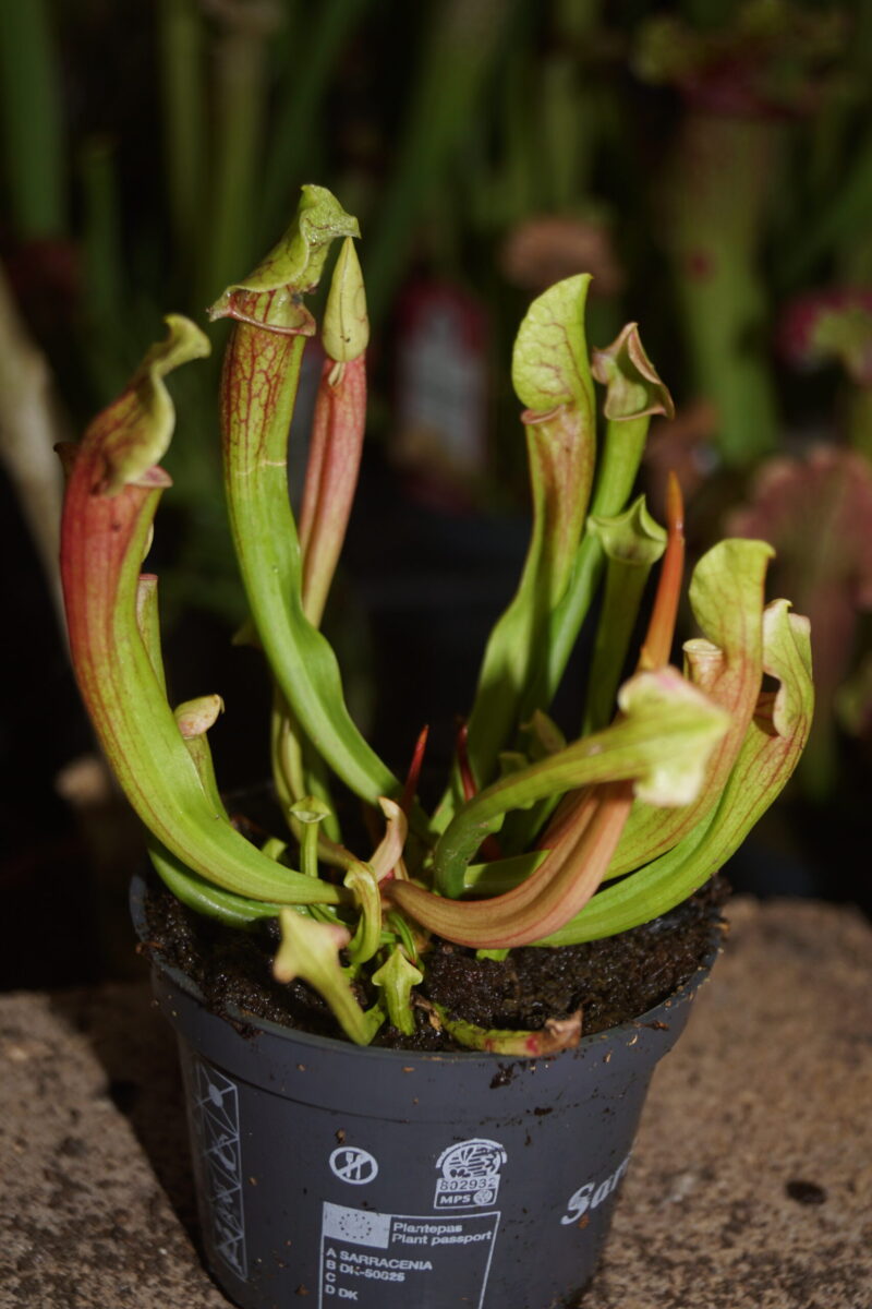 Trompetblad Ohio (Sarracenia Ohio) - Image 3