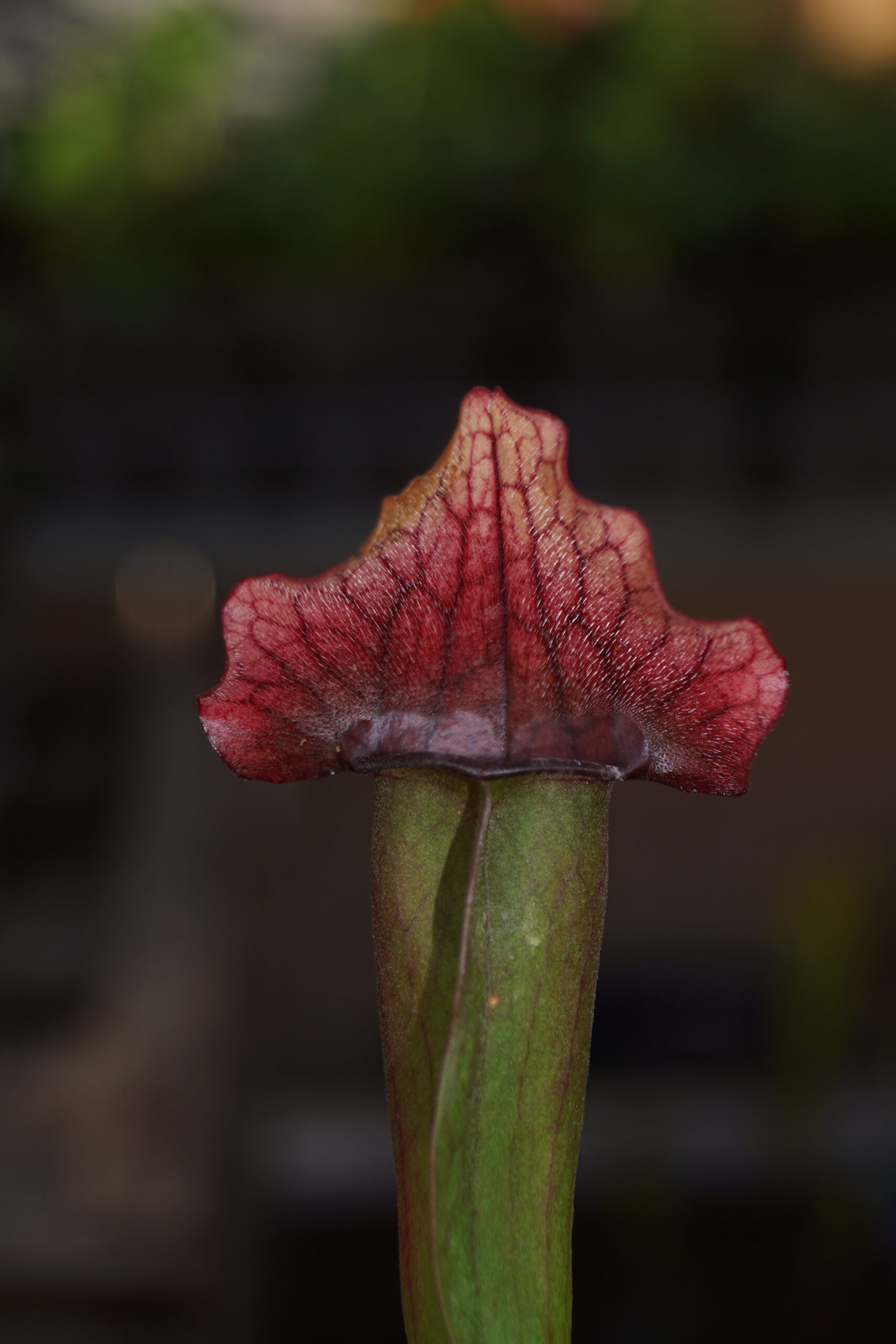 Trompetblad Philadelphia (Sarracenia philadelphia)
