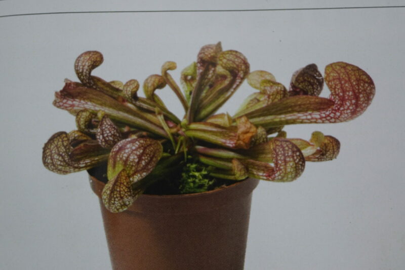 Trompetblad Psittacinia (Sarracenia psittacinia) - Image 3