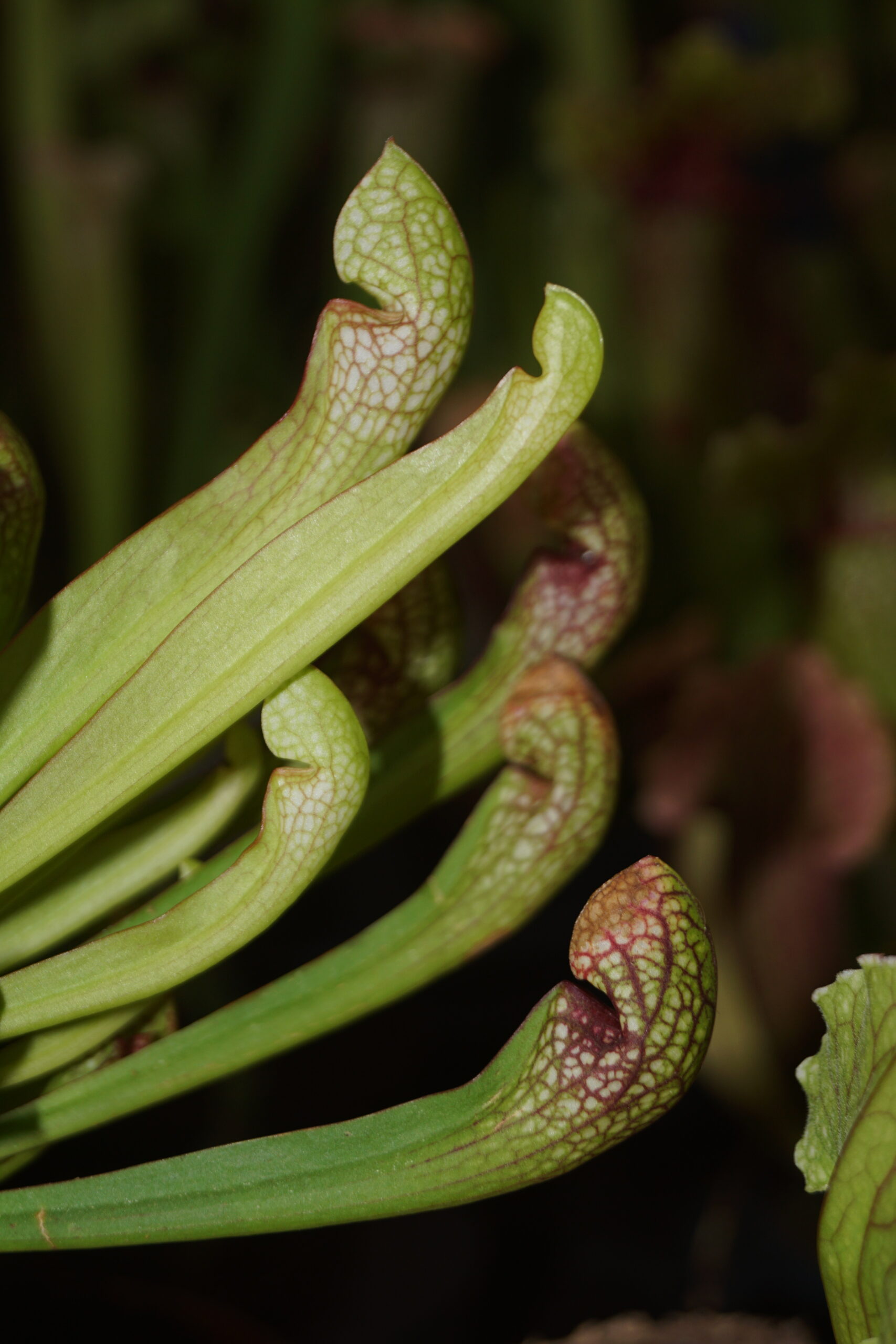 Trompetblad Psittacinia (Sarracenia psittacinia)