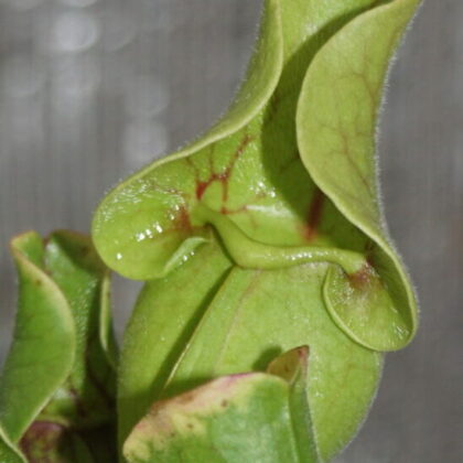 Trompetblad Rød Venosa (Sarracenia venosa Red)