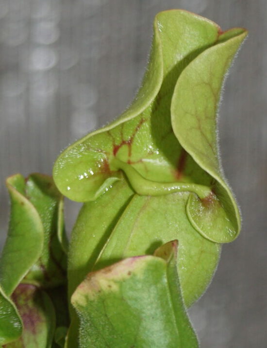 Trompetblad Rød Venosa (Sarracenia venosa Red)