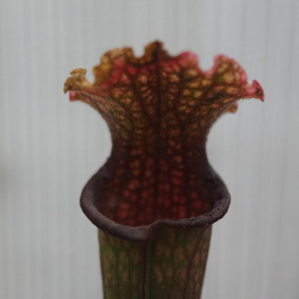 Trompetblad Stevensii (Sarracenia x stevensii)
