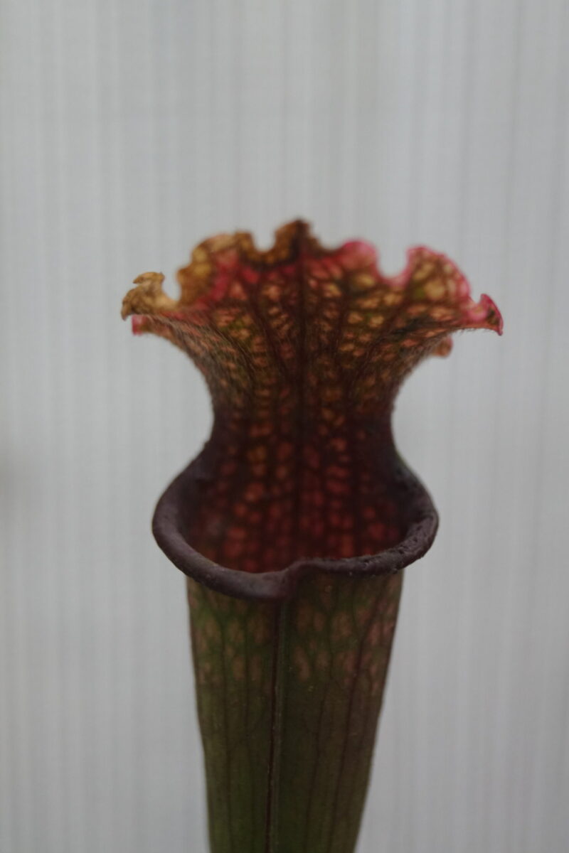 Trompetblad Stevensii (Sarracenia x stevensii) - Image 2