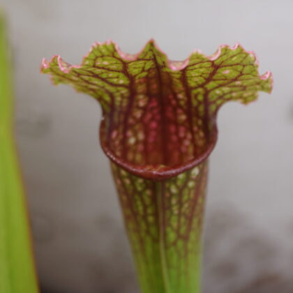 Trompetblad Velvet (Sarracenia x 'Velvet')