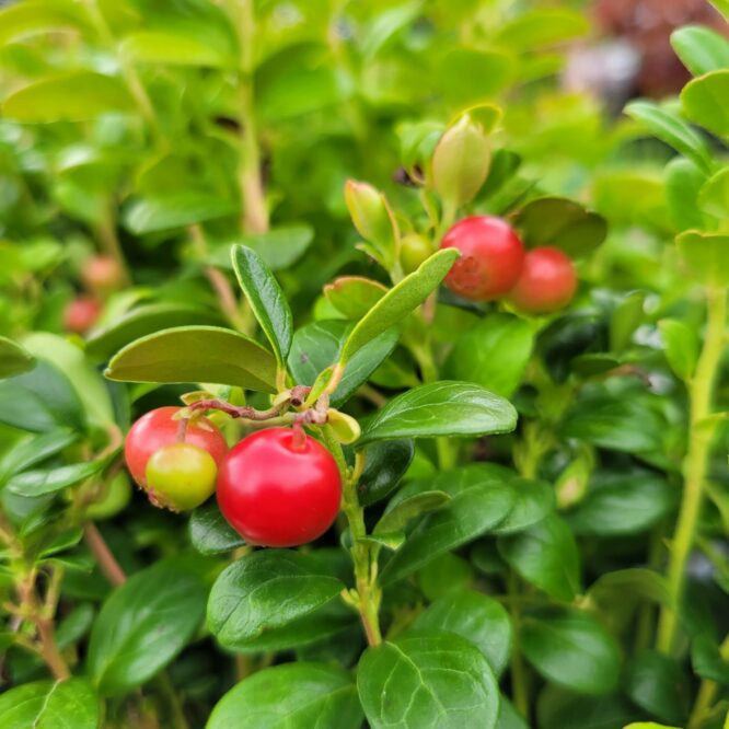 Tyttebær Erntekrone (Vaccinium Vitis-Idaea Erntekrone)