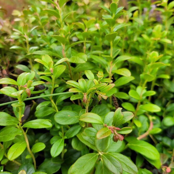 Tyttebær Red Pearl (Vaccinium Vitis-Idaea Red Pearl)