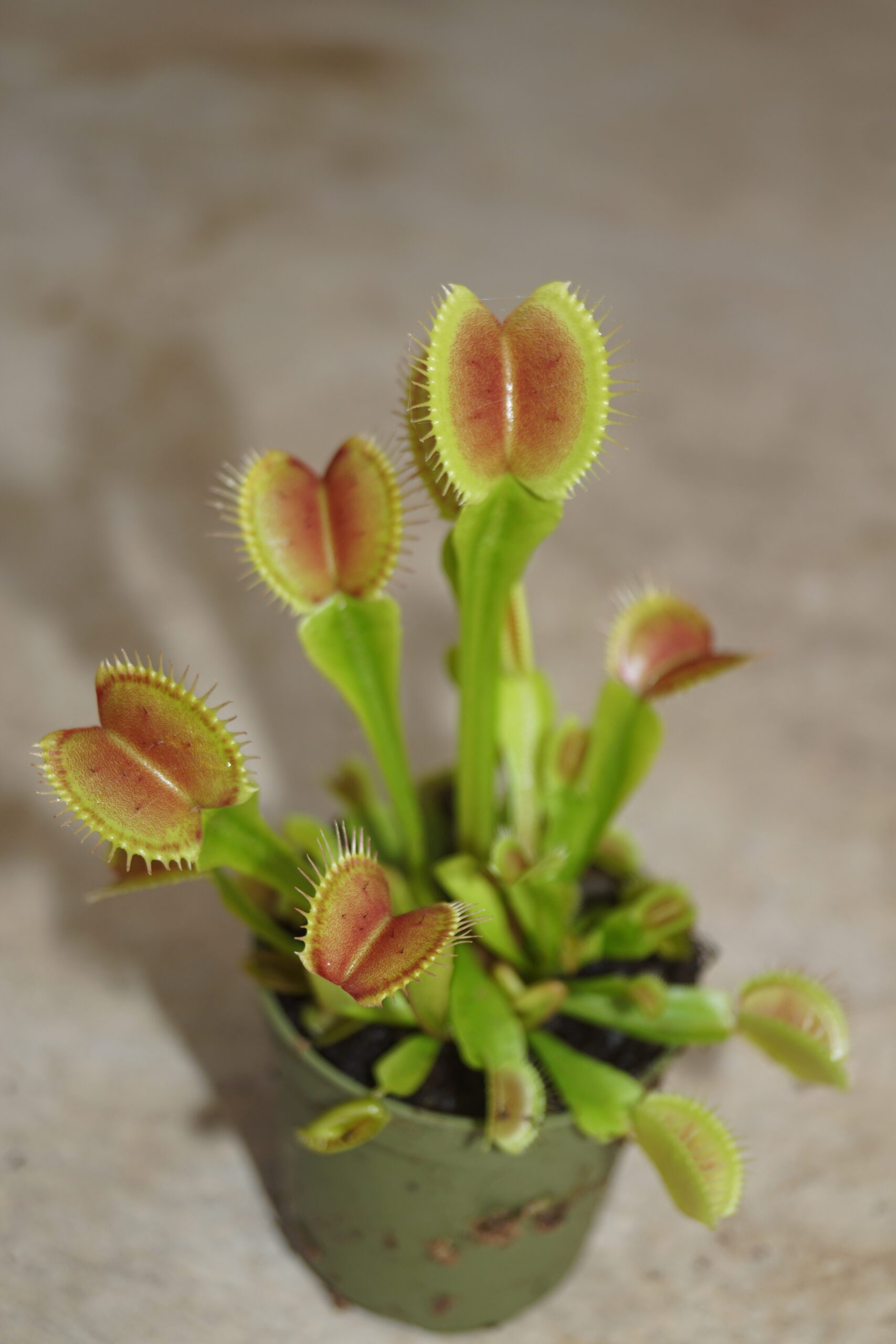 Venus Fluefanger (Dionaea - Fuchsiahaven