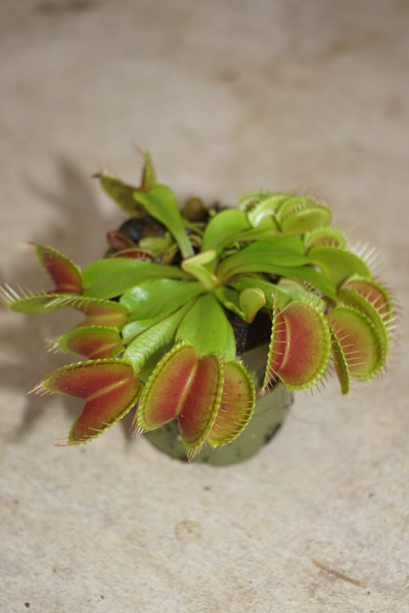 Venus Fluefanger (Dionaea Muscipula) - Image 5