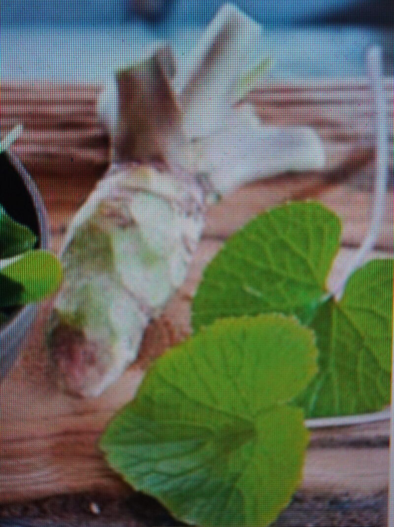 Wasabi (Wasabia japonica 'Mephisto Green')