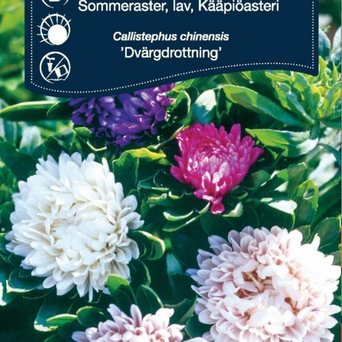 Weibulls Asters Dvärgdrottning Sommer (Callistephus chinensis Dvärgdrottning)