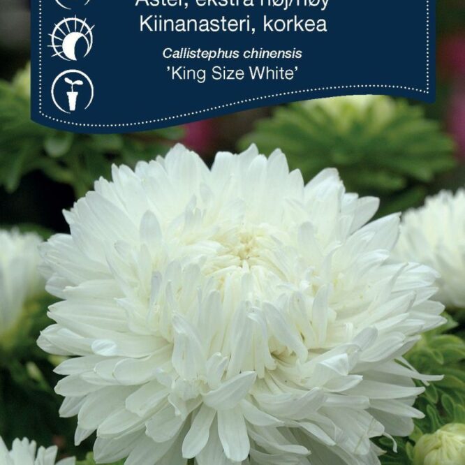 Weibulls Asters King Size White (Callistephus chinensis King Size White)