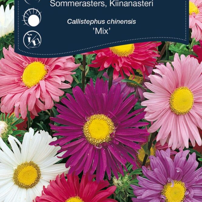 Weibulls Asters Mix (Callistephus chinensis Mix)