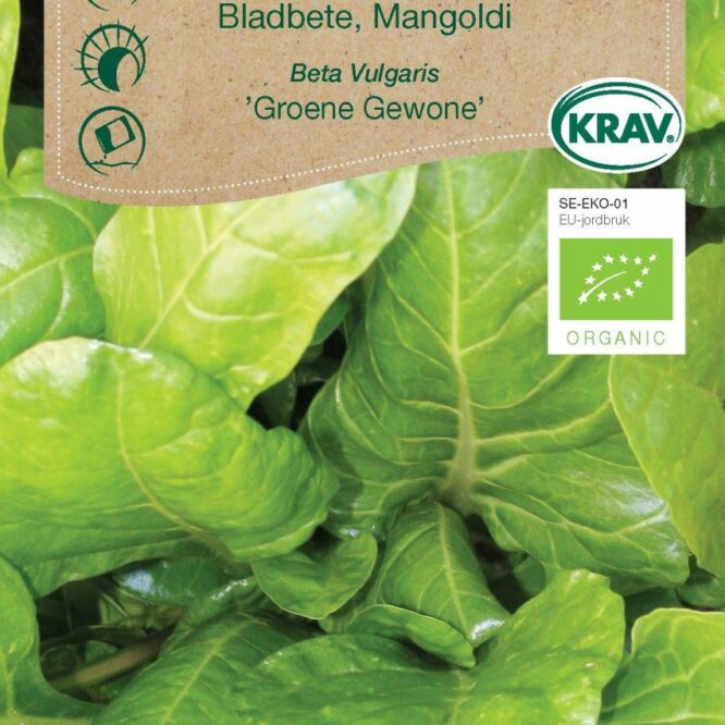 Weibulls Bladbede Groene Gewone, Hvid (Beta vulgaris Groene Gewone)