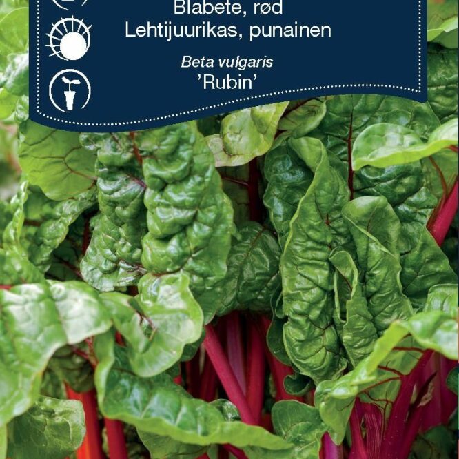 Weibulls Bladbede Rubin, Rød (Beta vulgaris Rubin)