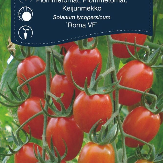 Weibulls Blommetomat Roma VF (Solanum lycopersicum Roma VF)