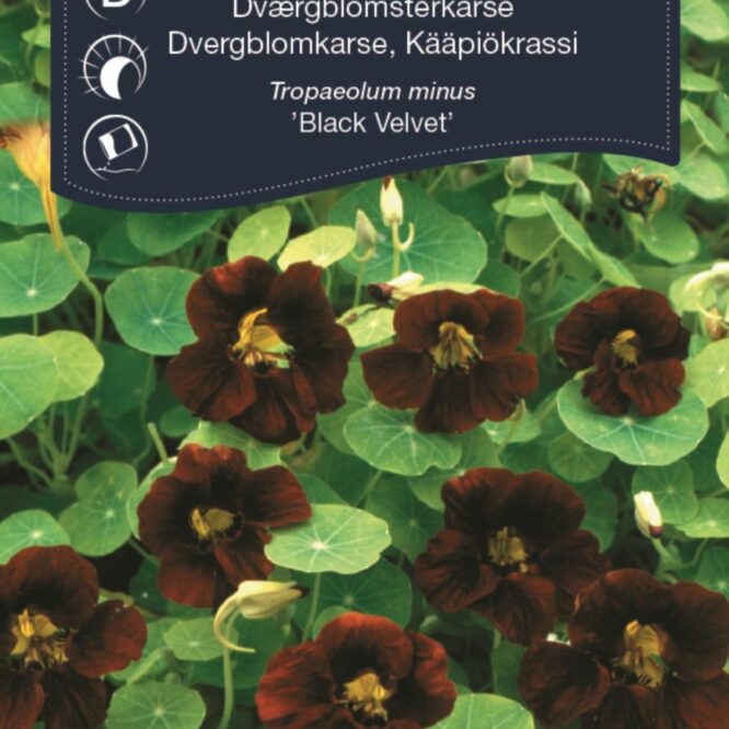 Weibulls Blomsterkarse Black Velvet (Tropaeolum minus Black Velvet)