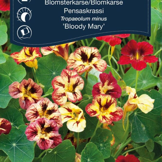 Weibulls Blomsterkarse Bloody Mary (Tropaeolum minus Bloody Mary)