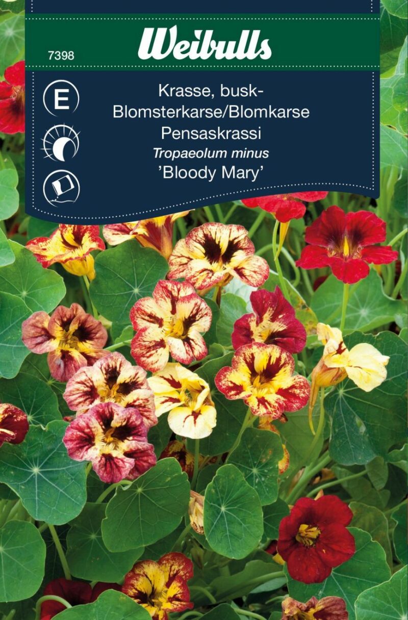 Weibulls Blomsterkarse Bloody Mary (Tropaeolum minus Bloody Mary)