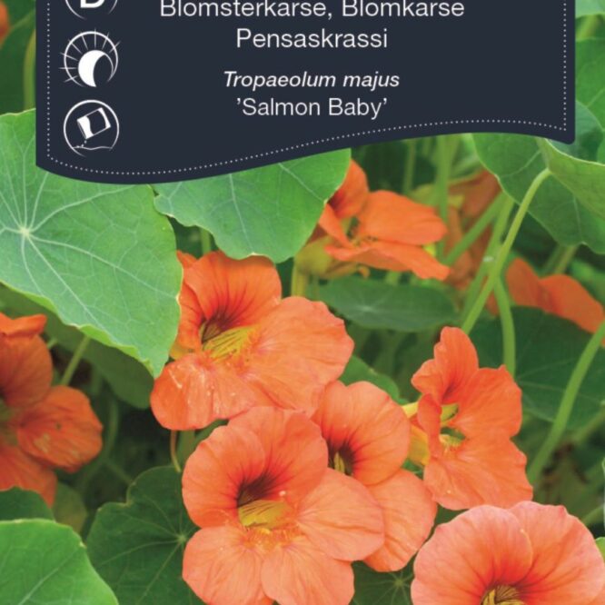 Weibulls Blomsterkarse Salmon Baby (Tropaeolum majus Salmon Baby)