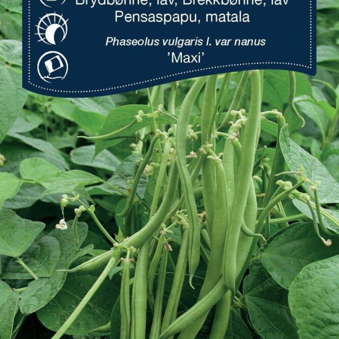 Weibulls Brydbønne Maxi (Phaseolus vulgaris l. var nanus Maxi)