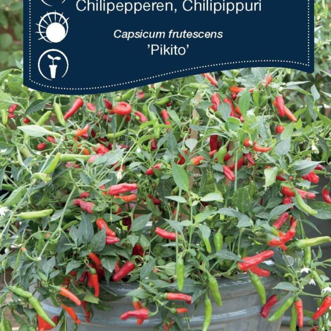 Weibulls Chili Pikito (Capsicum frutescens Pikito)