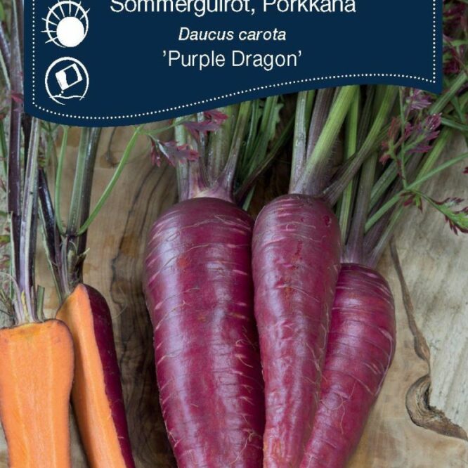 Weibulls Gulerod Purple Dragon, Sommer (Daucus carota Purple Dragon)