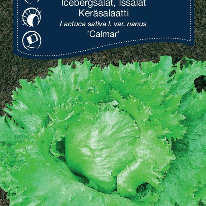 Weibulls Icebergsalat Calmar (Lactuca sativa l. var. nanus Calmar)