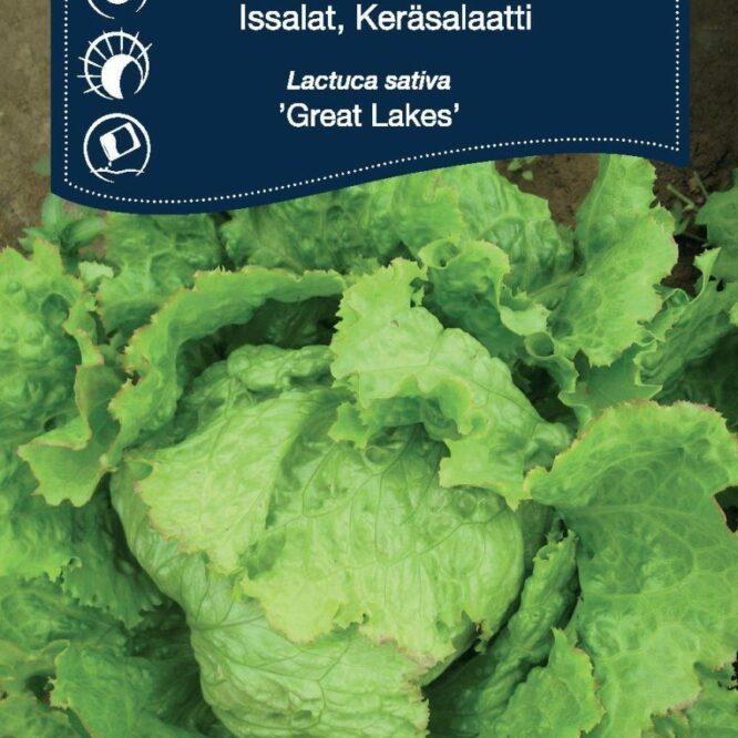 Weibulls Icebergsalat Great Lakes (Lactuca sativa Great Lakes)