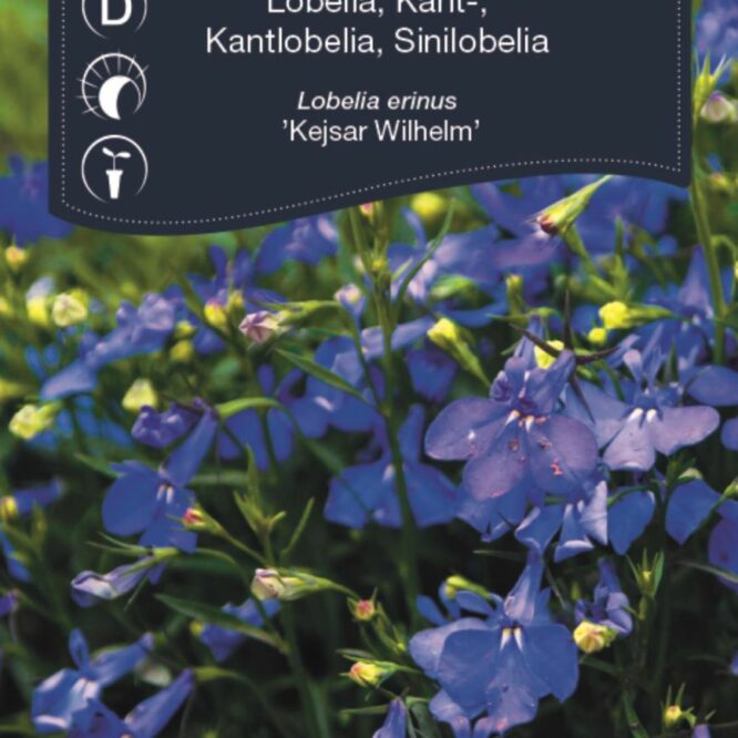 Weibulls Kantlobelia Kejsar Wilhelm (Lobelia erinus Kejsar Wilhelm)