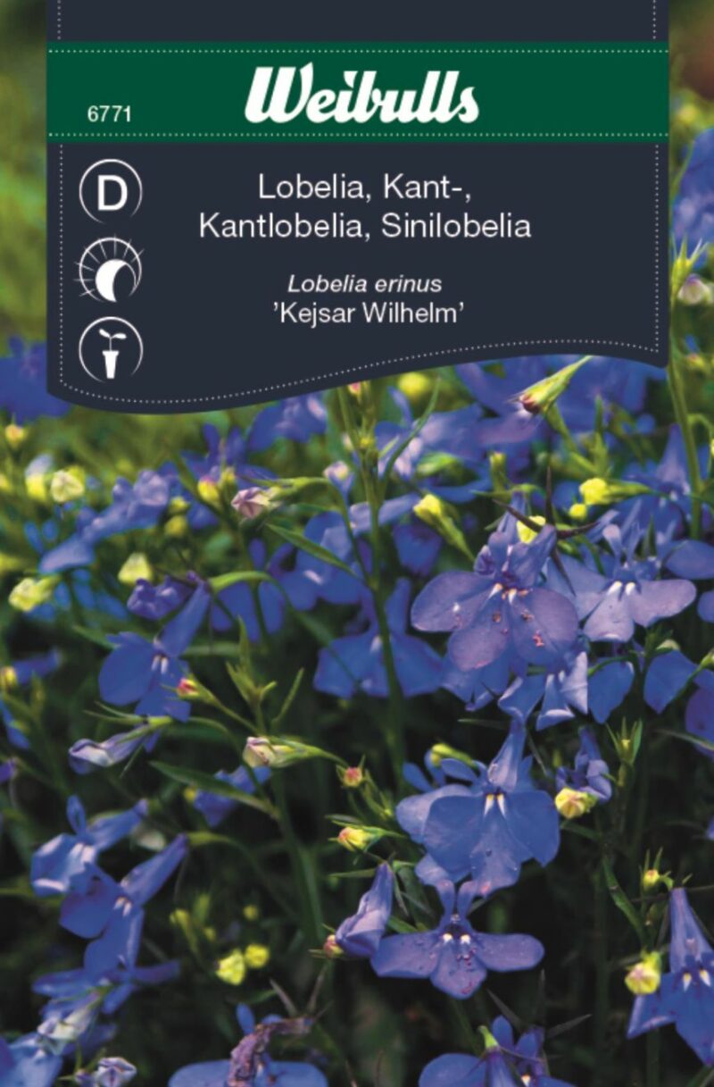 Weibulls Kantlobelia Kejsar Wilhelm (Lobelia erinus Kejsar Wilhelm)