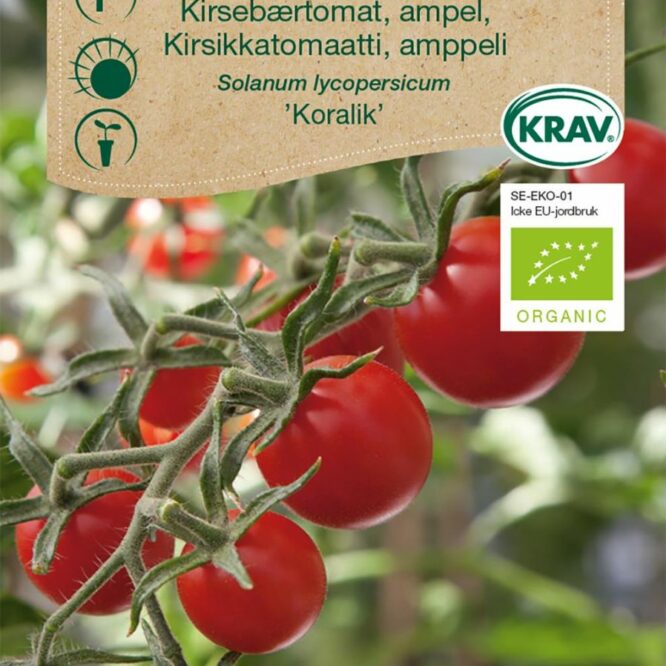 Weibulls Kirsebærtomat Koralik (Solanum lycopersicum Koralik)