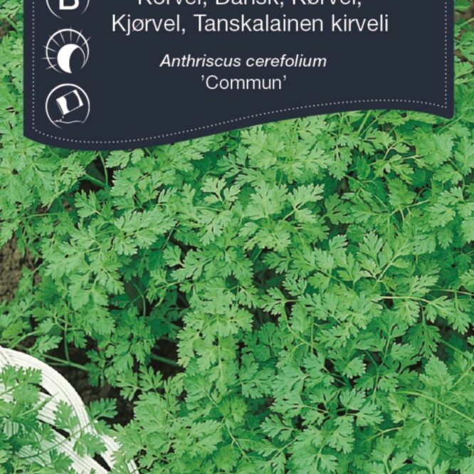 Weibulls Kørvel (Anthriscus cerefolium)