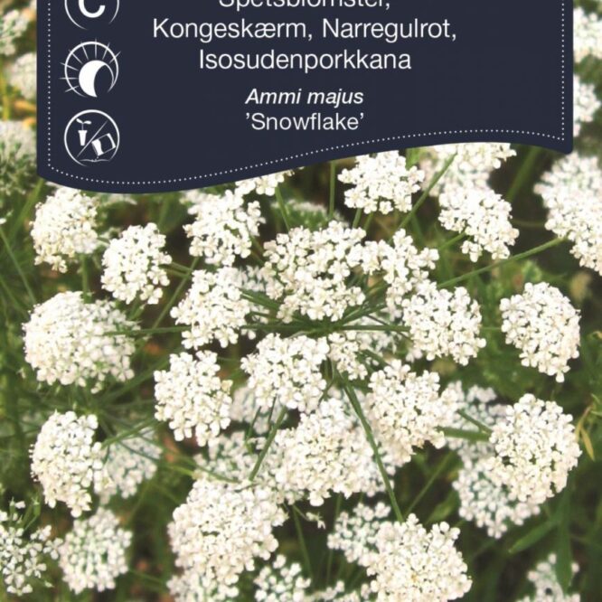 Weibulls Kongeskærm Snowflake (Ammi majus Snowflake)