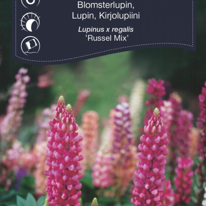 Weibulls Lupin Russel Mix (Lupinus x regalis Russel Mix)